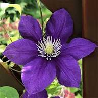 Violet Clematis Flower Seeds for Planting Heirloom Non-GMO High Germination Organic Garden Seeds