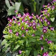 Rot-weiße Torenia Fournieri Blumensamen, alte Sorte, gentechnikfrei, hohe Keimfähigkeit, Bio-Gartensamen zum Pflanzen