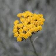 Yellow Immortelle Flower Seeds – Heirloom Non-GMO High Germination Organic Garden Seeds