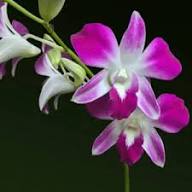White Phalaenopsis Orchid Flower Seeds for Planting – Heirloom, Non-GMO, High Germination Organic Garden Seeds