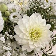 White Perennial Flowers Seeds Heirloom Non-GMO High Germination Organic Garden Seeds for Planting