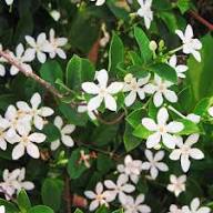 White Wrightia Flower Seeds Heirloom Non-GMO High Germination Organic Garden Seeds