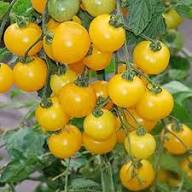 Tomato Yellow Seeds – Heirloom, Non-GMO, High Germination Organic Garden Seeds