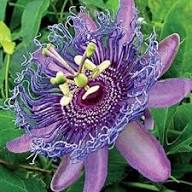 Perennial Passion Flower Seeds PS Purple Heirloom Non-GMO High Germination Organic Garden Seeds for Planting