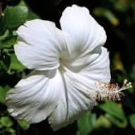 Hibiscus Moscheutos Flower Seeds White – Heirloom Non-GMO Organic Garden