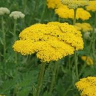 Yellow Achillea Ballerina Flower Seeds – Heirloom, Non-GMO, High Germination