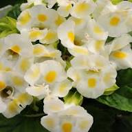 Yellow Torenia Flower Seeds Heirloom Non-GMO High Germination Organic Garden Seeds
