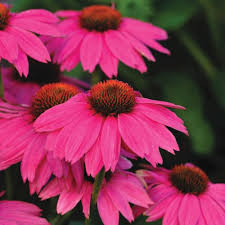 Pow Wow Wild Berry Echinacea flower seeds for planting, heirloom non-GMO garden seeds growing vibrant pink coneflowers naturally in a home garden.