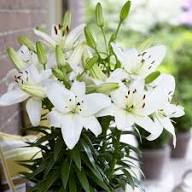 White Arthropodium Flower Seeds Heirloom Non-GMO High Germination Organic Garden Seeds