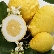 Citrus Medica CITRON or GIANT LEMON Tree Seeds – Heirloom Non-GMO High Germination Organic Garden Seeds