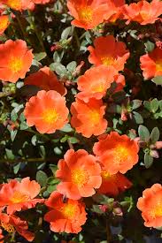 Orange Purslane Flower Seeds for Planting – Heirloom, Non-GMO, High Germination