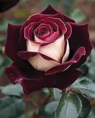 Pink Black Rose Flower Seeds for Planting – Heirloom Non-GMO High Germination Organic Garden Seeds