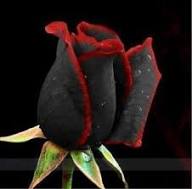 Semillas de flores de Rosa Negra con Borde Rojo para plantar Semillas de jardín orgánicas reliquia no transgénicas de alta germinación