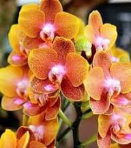 Yellow Red Phalaenopsis Flower Seeds – Heirloom, Non-GMO, High Germination Organic Seeds