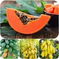 Mixed Papaya Seeds Heirloom Non-GMO High Germination Organic Garden Seeds for Planting