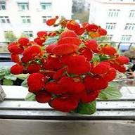 Calceolaria Flower Seeds Red – Heirloom, Non-GMO, High Germination Organic Garden Seeds for Planting