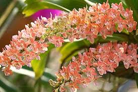Rhynchostylis Orchids Orange Flower Seeds for Planting – Heirloom Non-GMO High Germination Organic Garden Seeds