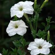 White Petunia Flower Seeds Heirloom Non-GMO High Germination Organic Garden Seeds for Planting