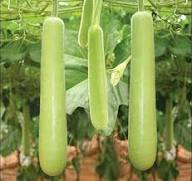 Bottle Gourd Seeds – Heirloom Non-GMO High Germination Organic Garden Seeds