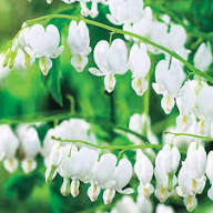 White Bleeding Heart Flowers Seeds – Heirloom, Non-GMO, High Germination Organic Garden Seeds for Planting