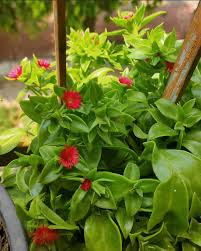 Rote Aptenia-Blumensamen zum Pflanzen, samenfest, gentechnikfrei, hohe Keimfähigkeit, Bio-Gartensamen
