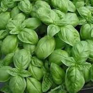 Semillas de Albahaca Orgánica Verde Orgánica de la Herencia No Transgénicas Alta Germinación Semillas de Jardín Orgánicas para Plantar