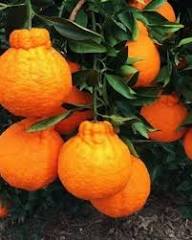 Orangene Ugli-Samen zum Pflanzen – Alte Sorten, gentechnikfrei, hohe Keimrate, Bio-Gartensamen