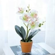 Phalaenopsis Orchids Flower Seeds for Planting – Heirloom, Non-GMO, High Germination Organic Garden Seeds
