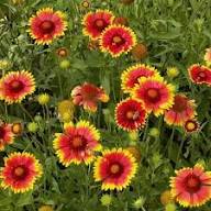 Semillas de flores de Arizona, rojas y amarillas, para plantar, herencia, no transgénicas, de alta germinación, semillas orgánicas para jardín