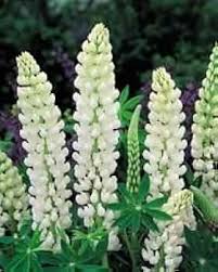 White Lupinus Flower Seeds for Planting Heirloom Non-GMO High Germination Organic Garden Seeds