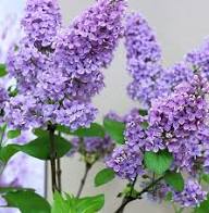 Lilac Flower Seeds Purple Heirloom Non-GMO High Germination Organic Garden Seeds for Planting