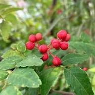 Red Zanthoxylum Piperitum Seeds Heirloom Non-GMO High Germination Organic Garden Seeds for Planting
