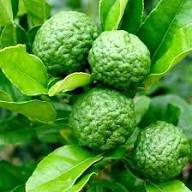 Bergamot Seeds Green Heirloom Non-GMO High Germination Organic Garden Seeds for Planting