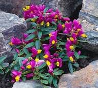 Pink Yellow Polygala Flower Seeds – Heirloom, Non-GMO, High Germination Organic Garden Seeds for Planting Seeds for Planting