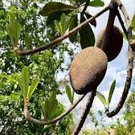 Brown Genipap Seeds Heirloom Non-GMO High Germination Organic Garden Seeds for Planting