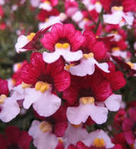 Semillas de Nemesia de Flores Blancas Rosadas – Orgánica de Jardín, No Transgénica, de Reliquia