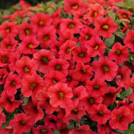 Calibrachoa Flower Seeds Red – Heirloom, Non-GMO, High Germination, Organic Garden Seeds