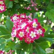 Red Hawthorn Flower Seeds – Heirloom Non-GMO High Germination Organic Garden Seeds for Planting
