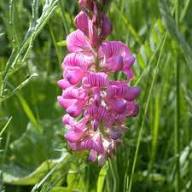 Semillas de flores Pink Viciifolia – Semillas de jardín orgánicas no modificadas genéticamente, de alta germinación, reliquia