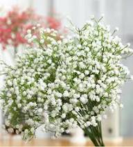 White Chaerophyllum Flower Seeds – Heirloom, Non-GMO, High Germination Organic Garden Seeds for Planting