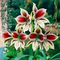 Purple White Amaryllis Flower Seeds Heirloom Non-GMO High Germination Organic Garden Seeds for Planting