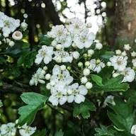 Hawthorn Flower Seeds Mixed for Planting – Heirloom, Non-GMO, High Germination Organic Garden Seeds
