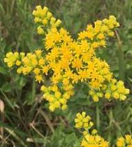 Yellow Solidago Flower Seeds for Planting – Heirloom, Non-GMO, High Germination Organic Garden Seeds