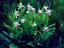 Lady’s Slipper Orchid Flower Seeds Pink – Seeds for Planting, Heirloom, Non-GMO, High Germination Organic Garden Seeds