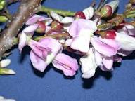 Pink Gliricidia Blumensamen – alte Sorte, gentechnikfrei, keimstark, Bio-Gartensamen zum Pflanzen