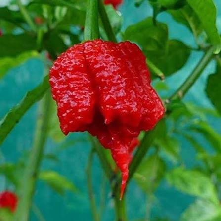 Carolina Reaper Pepper Misticanza heirloom non-GMO vegetable seeds for planting in a home garden with healthy pepper plants.