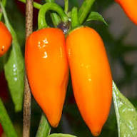 Orange Jalapeno Hybrid Chilli F1 seeds for planting in home garden, non-GMO vegetable garden seeds producing vibrant orange hot peppers naturally