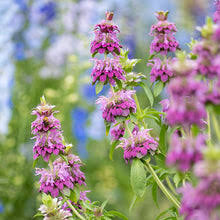 Lemon Mint Monarda Citriodora Perennial Flower Seeds for Planting Heirloom Non-GMO Garden Seeds Grow at Home Naturally