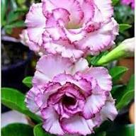 Semillas de Flores Púrpura Blanca de Adenium Obesum para Siembra, Semillas de Jardín Orgánicas, No Transgénicas, de Alta Germinación, de Variedad Tradicional