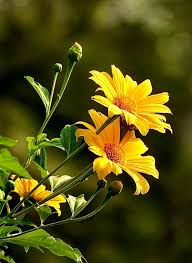 Yellow Tithonia Torch Flower Seeds Heirloom Non-GMO High Germination Organic Garden Seeds